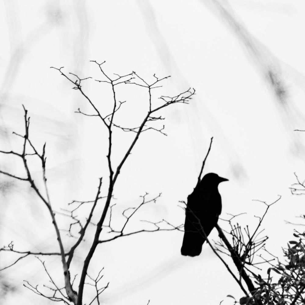 Krähe sitzt auf einem Zweig. Schwarz-weiß-Foto.