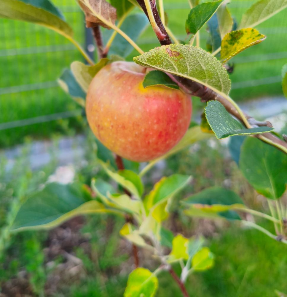 Ein Apfel hängt am Ast 