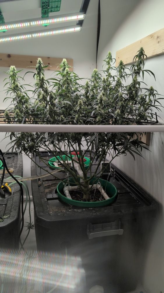 Flowering cannabis plant in a homemade hydroponics setup 
