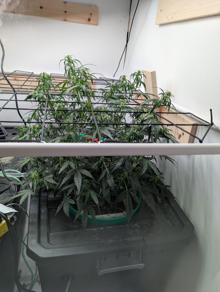 Cannabis in the vegetative growth phase in a home hydroponics system.