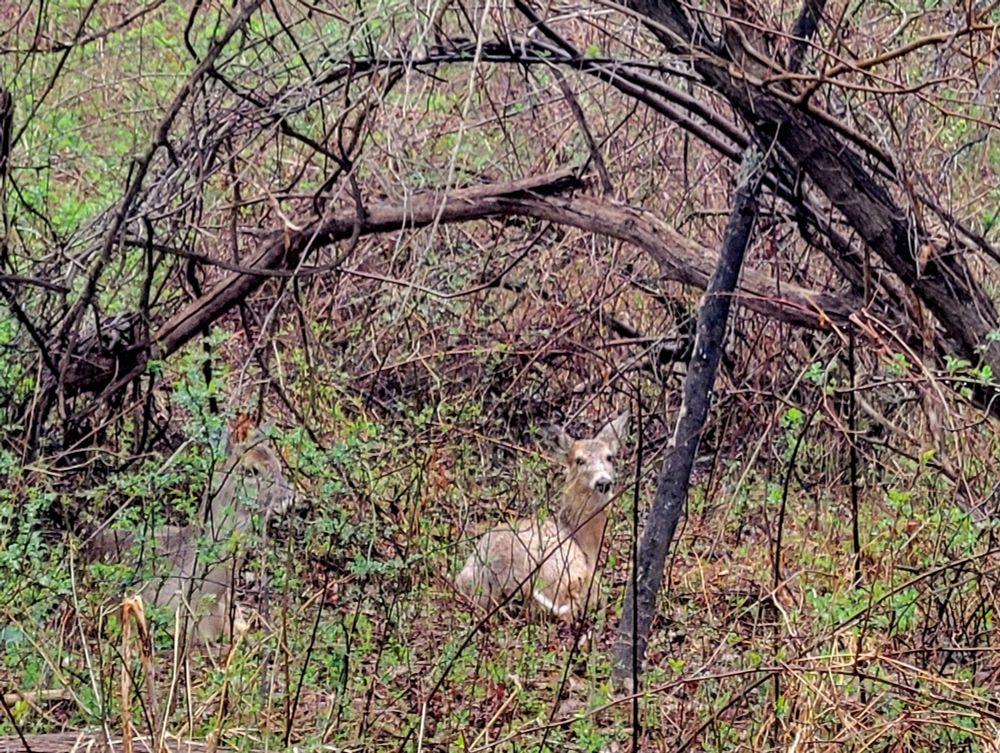 Photo taken in woods on a grey day, with a riot of early spring green vine-thick underbrush and budding green leaves on trees in background. A group of old knarled tree branches darkened by rain, form an arch over two white tail does sitting on the ground, heads turned toward the camera. One doe is light tan colored and easily visible.  The other doe is grey and dark tan and is mostly obscured by the green budding underbrush around her. 