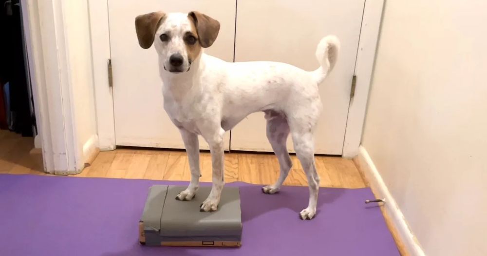 A white dog with brown on his ears and face and a curled tail stands on a purple yoga mat. His front paws are up on a small gray platform and back paws are braced. His head and shoulders are turned slightly toward the camera.