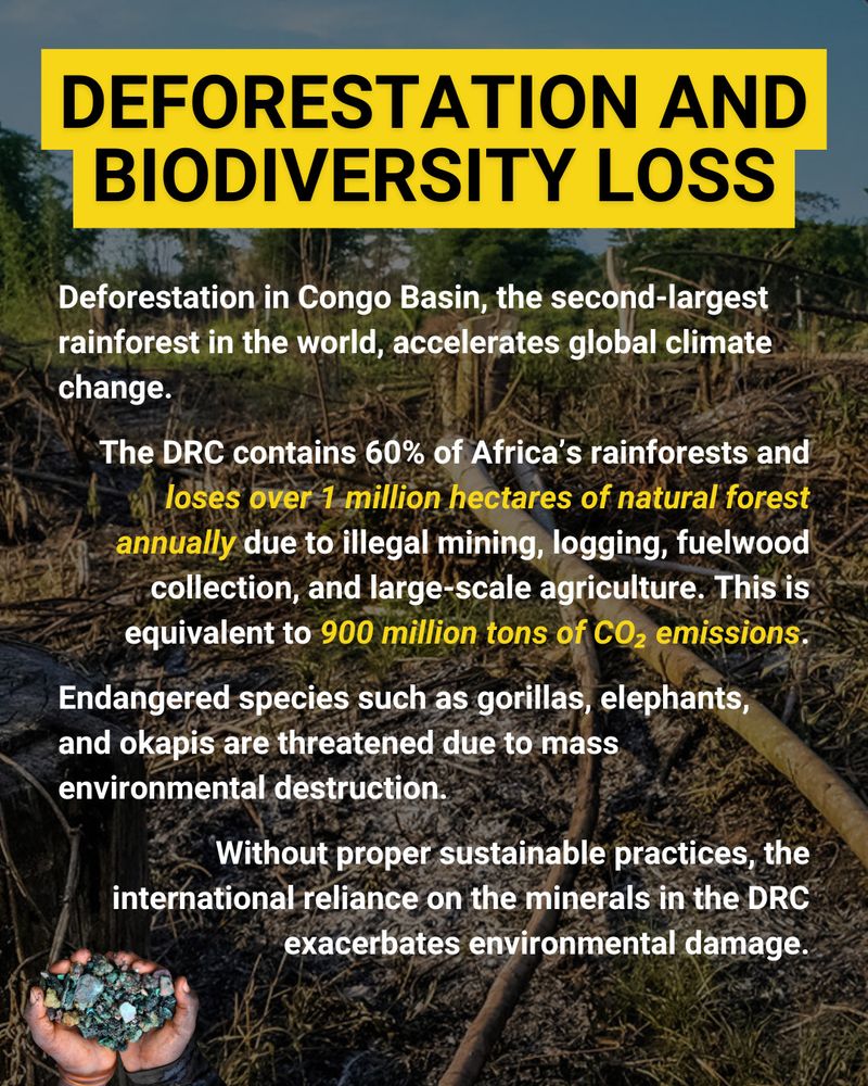 
The background is an image of a forest with felled trees. In the bottom left of the page is a small image of two hands cupped together to hold raw cobalt. The cobalt is metallic blue, and the individual minerals are the size of pebbles and have jagged edges. Large black capital letters at the top of the page read "Deforestation and Biodiversity Loss" against a yellow background. Below this, white text reads "Deforestation in Congo Basin, the second-largest rainforest in the world, accelerates global climate change. The DRC contains 60% of Africa's rainforests and loses over 1 million hectares of natural forest annually due to illegal mining, logging, fuelwood collection, and large-scale agriculture. This is equivalent to 900 million tons of CO2 emissions." The phrases "loses over 1 million hectares of natural forest annually" and "900 million tons of CO2 emissions" are italicized and highlighted in yellow. Below this, white text reads "Endangered species such as gorillas, elephants, and okapis are threatened due to mass environmental destruction. Without proper sustainable practices, the international reliance on the minerals in the DRC exacerbates environmental damage."