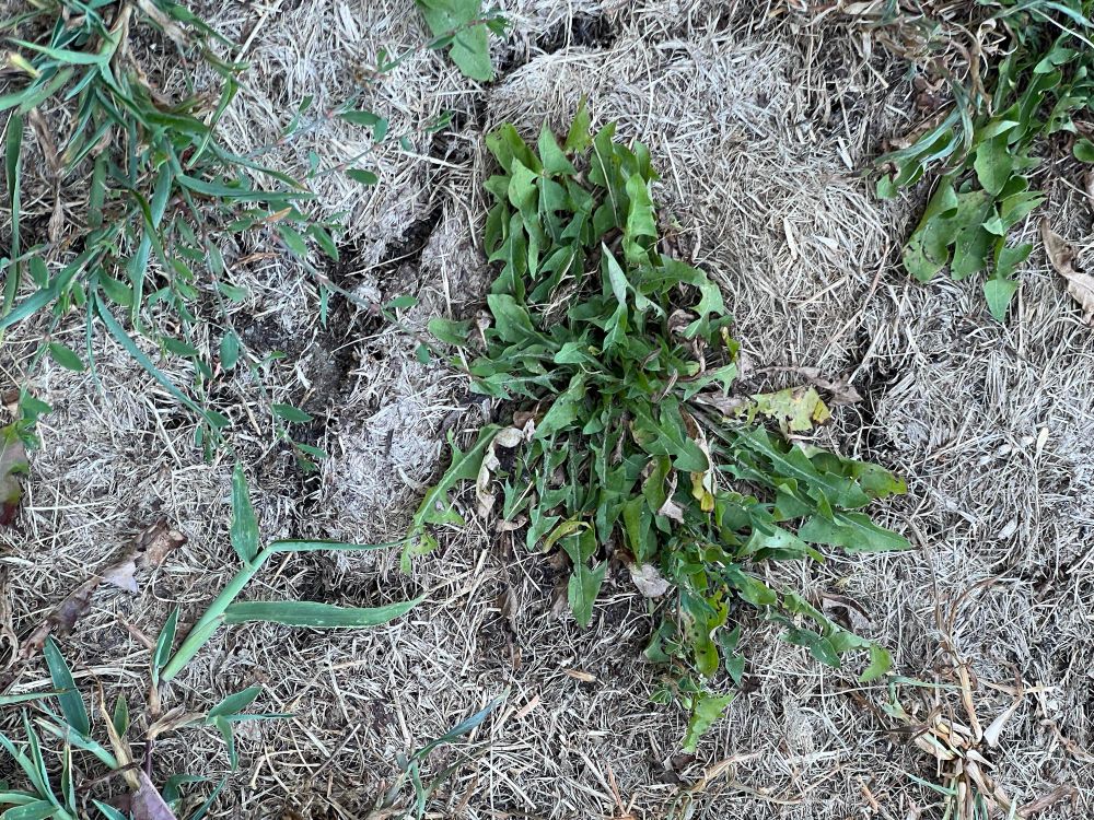 Dry grass covers the soil, which has started to crack. Only crabgrass and dandelions are still green, due to their deep taproots. 