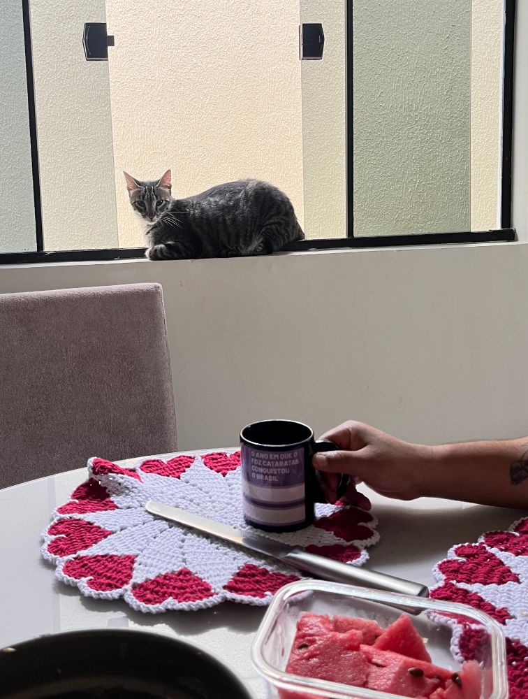 gata rajada cinza deitada na janela em segundo plano, mesa de café da manhã no primeiro, com uma mão segurando uma caneca.