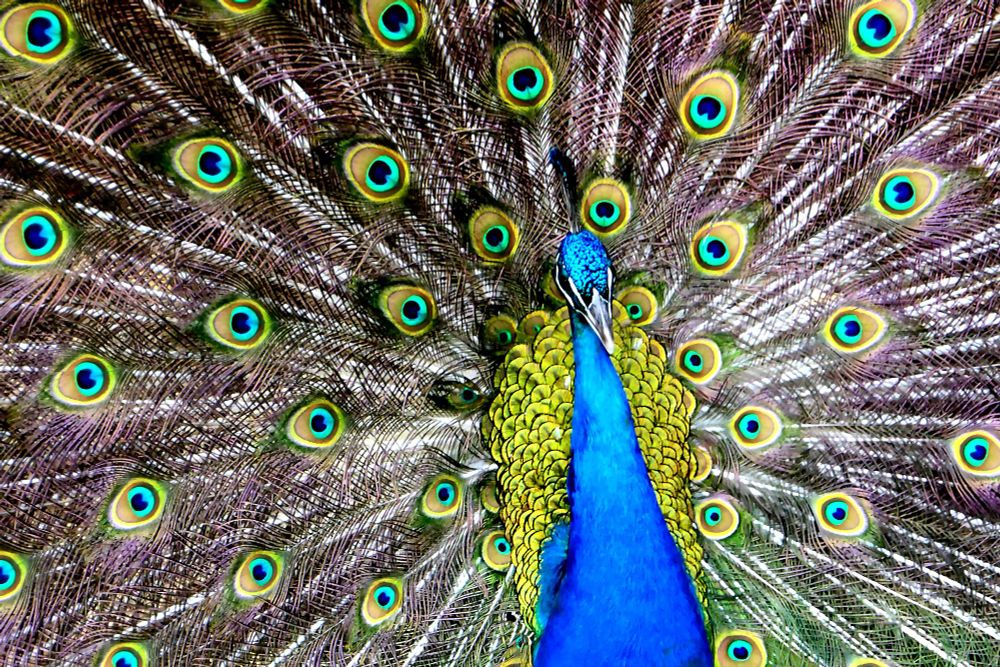 a peacock in full display fills the frame he's a feathery firework living in the ancient castle above Lisbon. These buggers scream.
