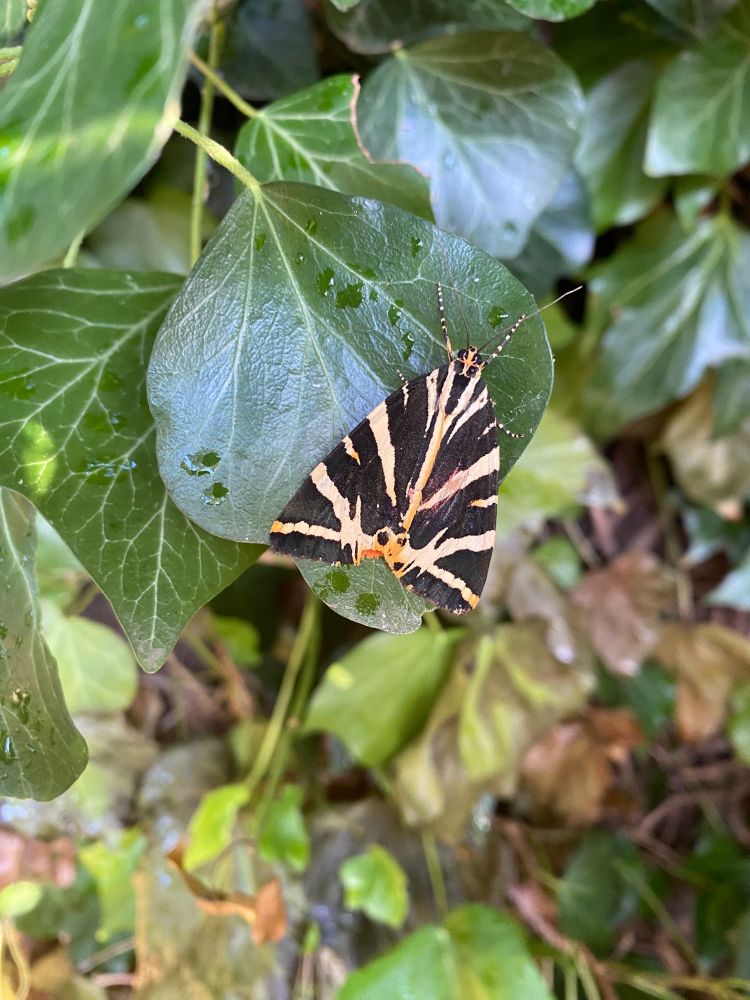 Jersey Tiger