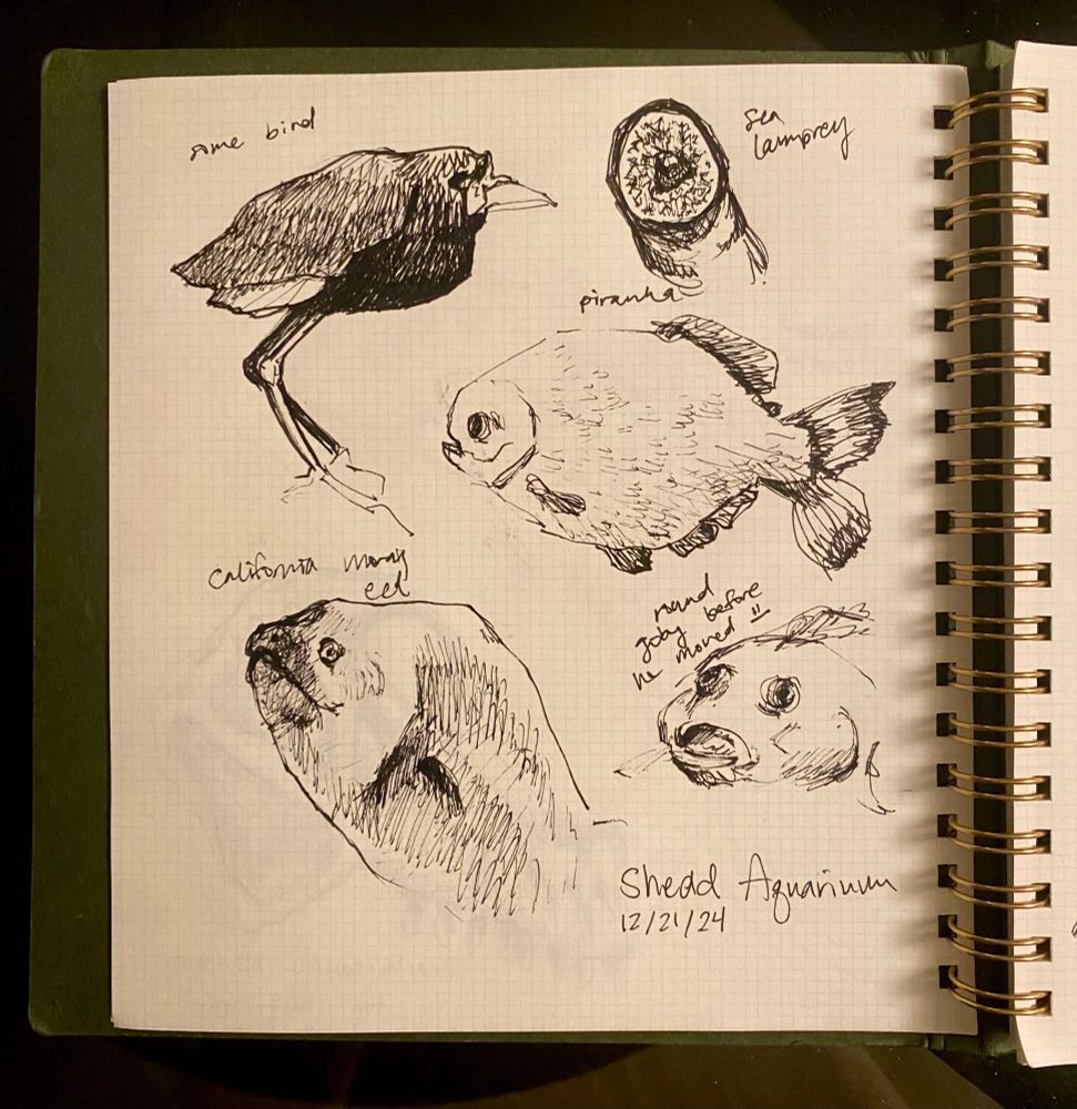 Ink sketches of an Amazon bird, a sea lamprey, a piranha, a California moray eel, and a round goby, all on square graph paper