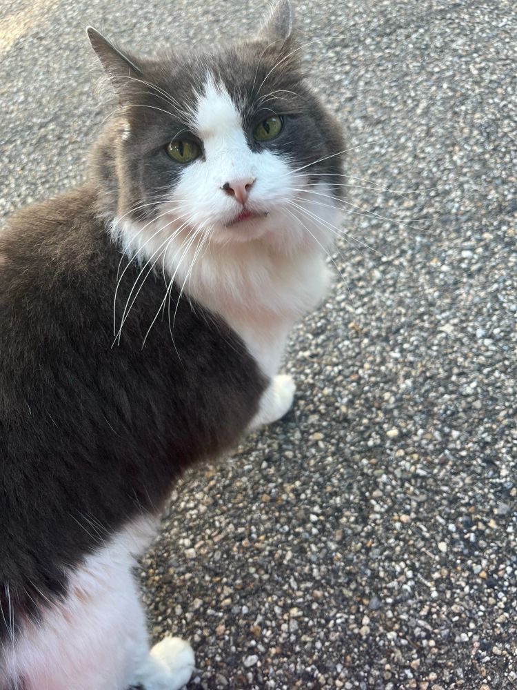 Photo of a fluffy gray & white cat
