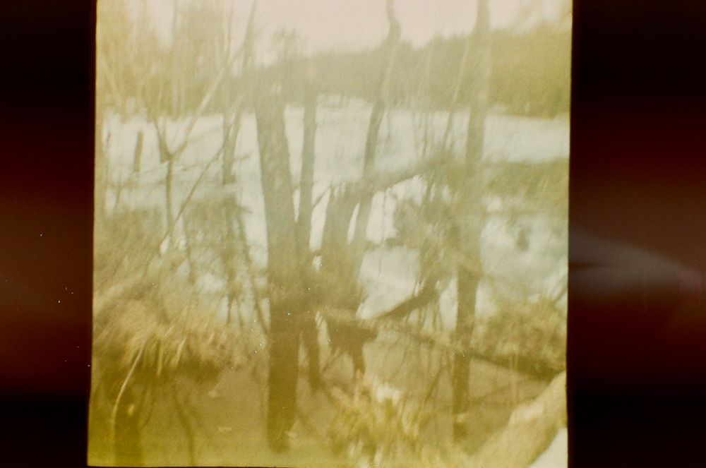 Old fujifilm photo taken by a Diana mini of sticks sticking out of a marsh 