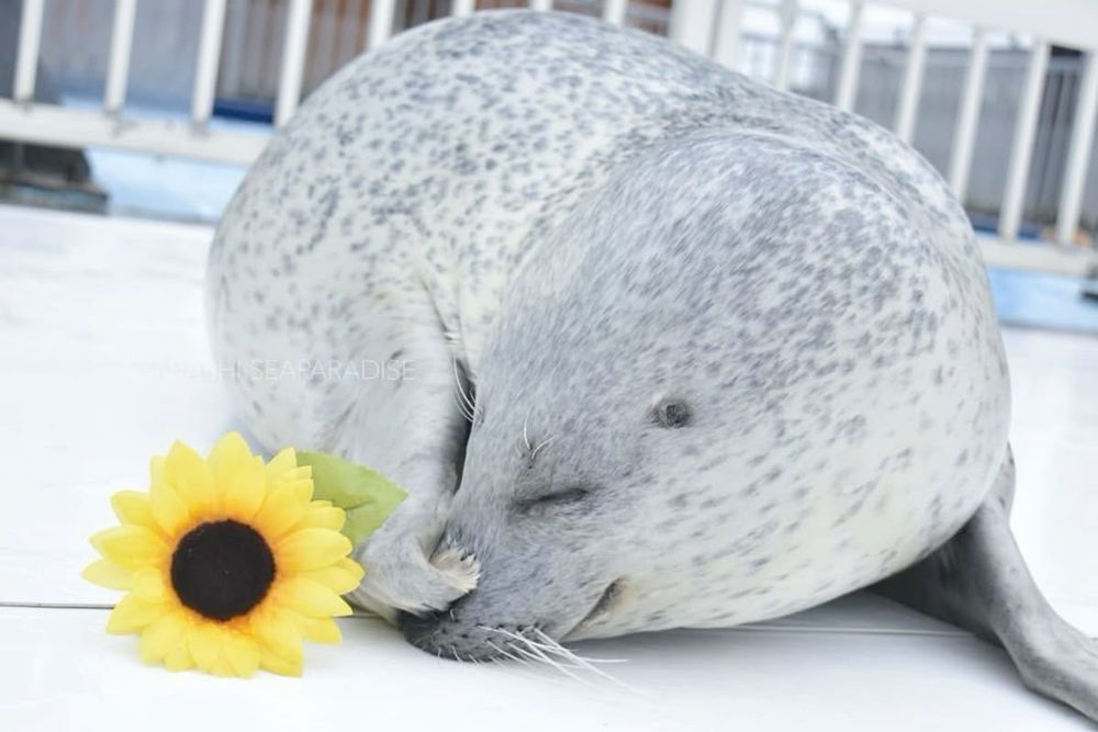 picture of a seal curled up in a ball with its eyes closed, looking bashful. there’s a sunflower next to it