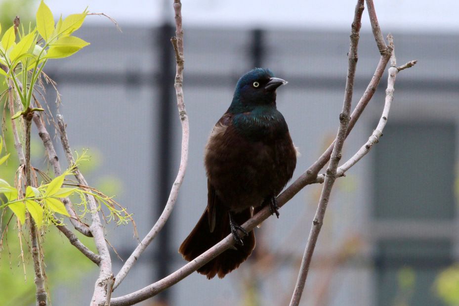 Common Grackle