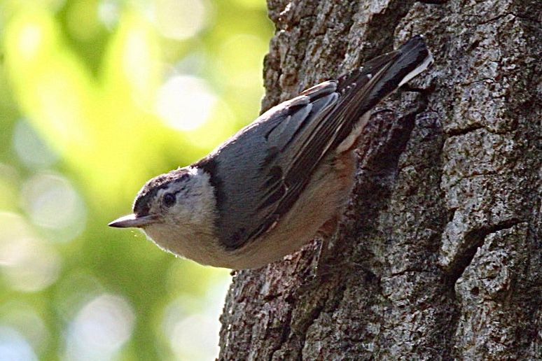 White Breasted Nuthatch 