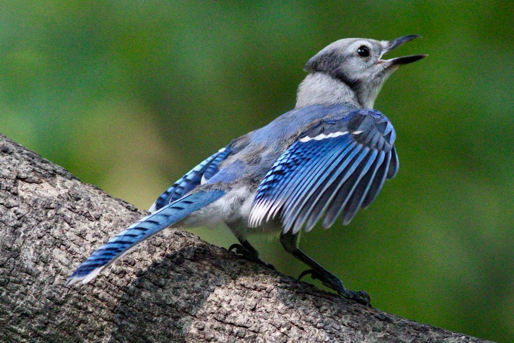 Blue Jay 