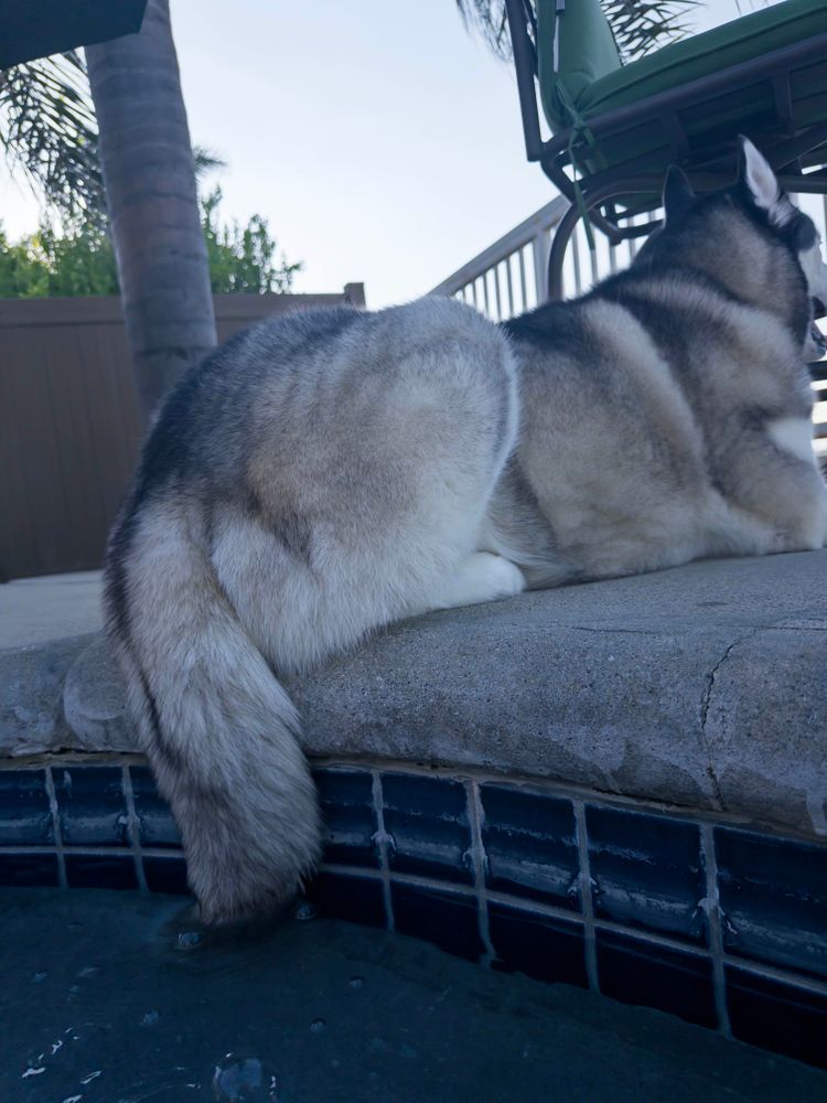 Husky with tail in the pool. 