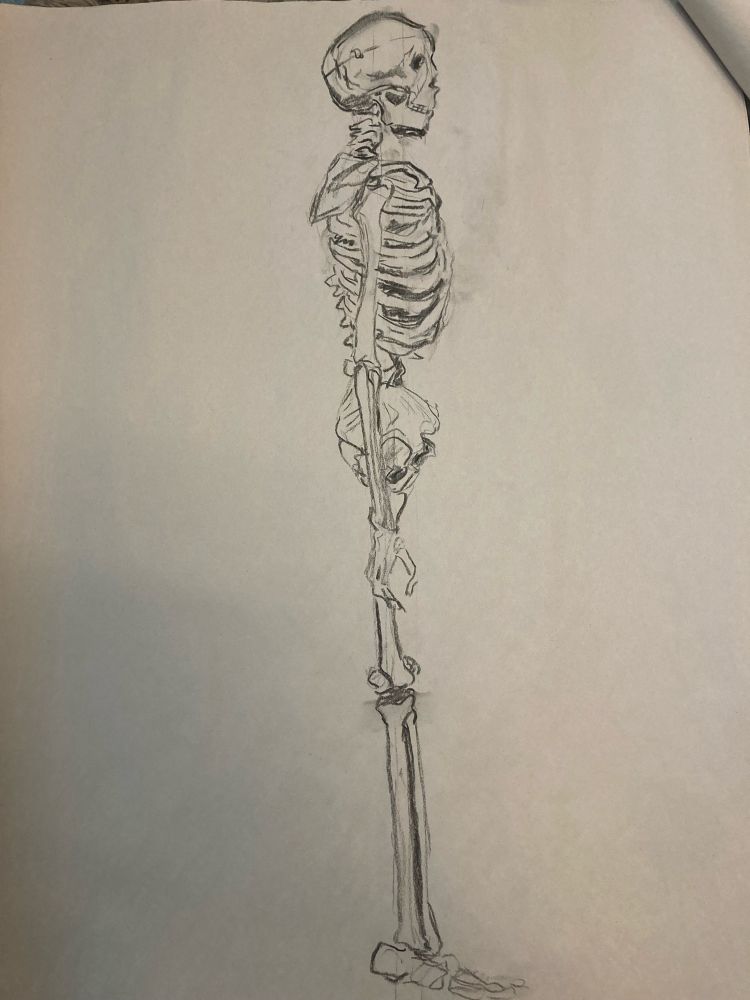 charcoal drawing of a skeleton in profile.
