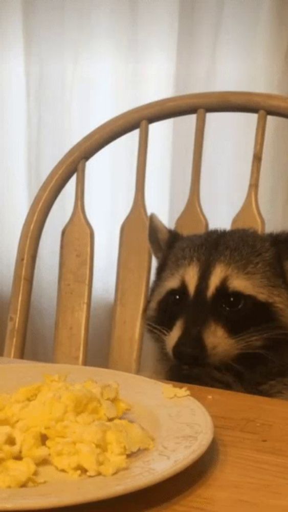 a raccoon sits in a wooden chair looking at a plate of scrambled eggs