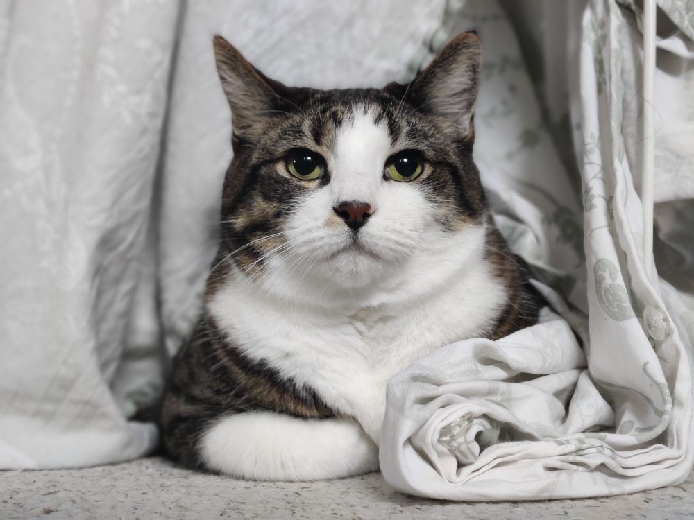 Picture of a tabby-and-white cat sitting regally amidst the blanket fort he created from the laundry hanging to dry.