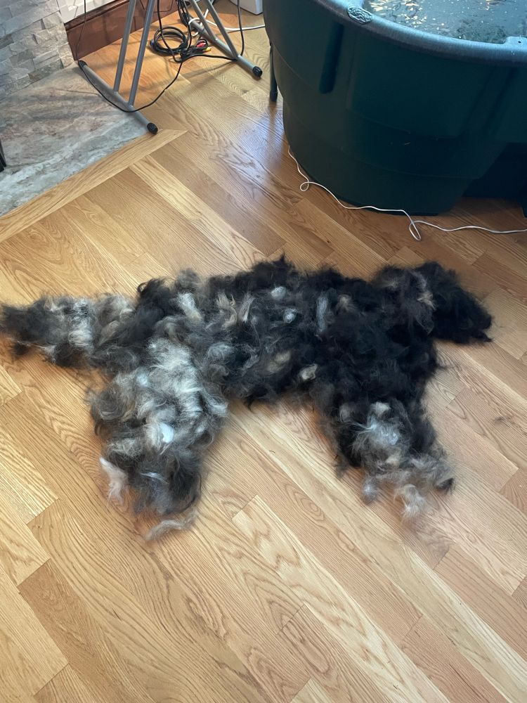 So sorry for your rough patch -- hang in there, you are awesome!
I brushed the dog today and somehow ended up with enough fur to make an entirely new dog. 🐶
