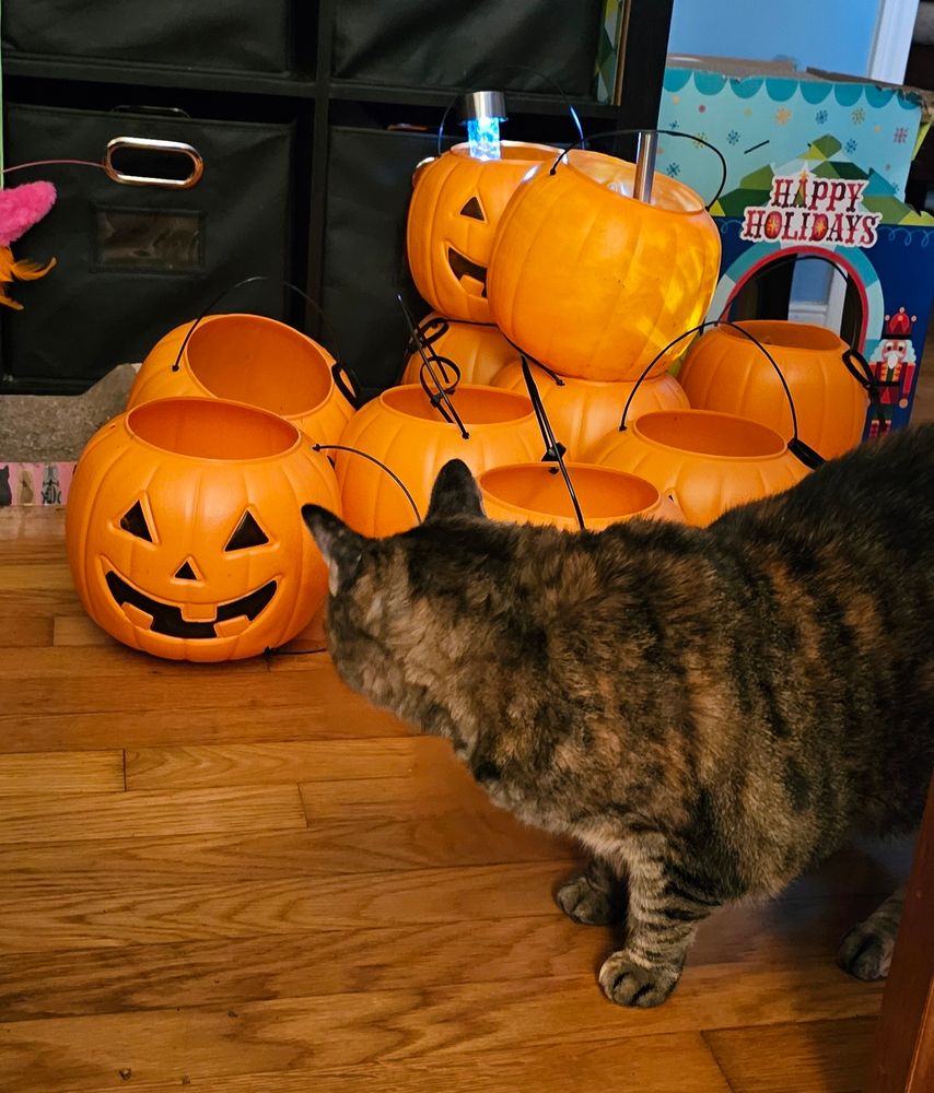 A pile of plastic Halloween jack-o-lantern pumpkin pails are on the floor. Some are glowing from solar lights. A torbie (tortoise shell tabby) cat stands in front, staring at one pumpkin's happy face. The floor is wood. In the background is a black cube shelf with black baskets & a blue cat scratcher house that says "Happy Holidays". 