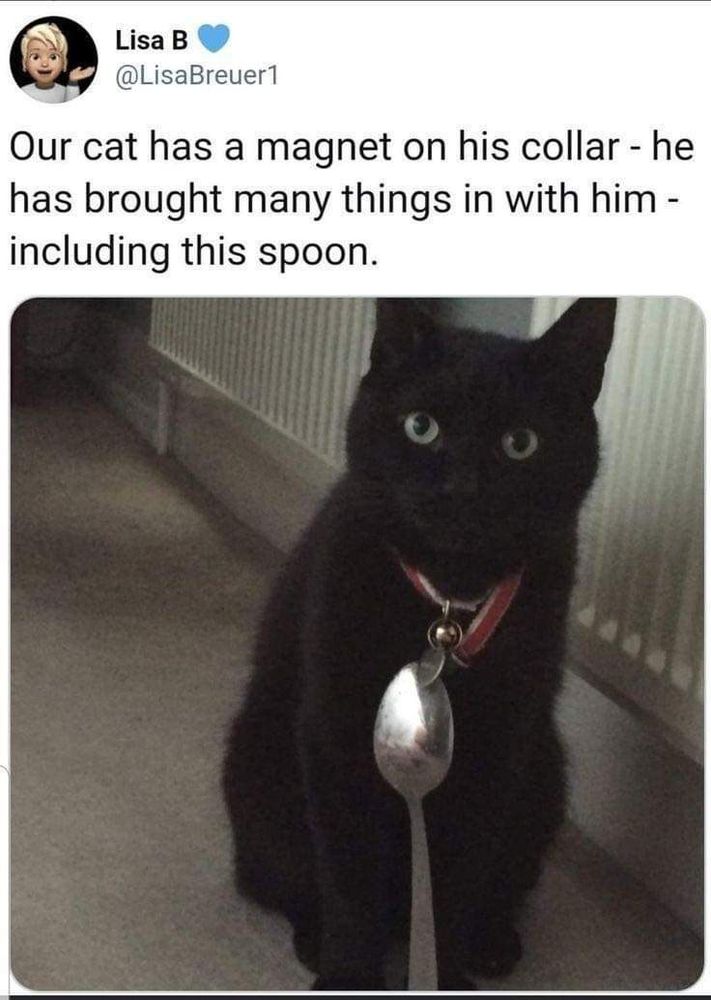Photo of a black cat with the caption "Our cat has a magnet on his collar. He has brought many things in with him, including this spoon."
