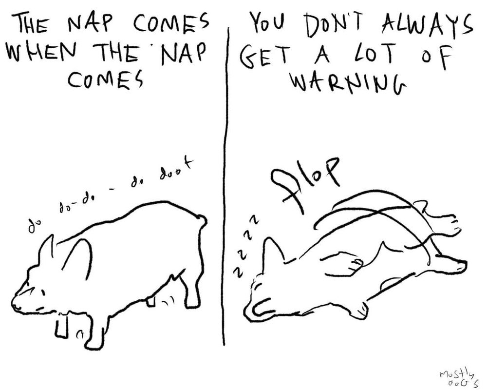 2 panel comic of a corgi stating "The nap comes when the nap comes. You don't always get a lot of warning."