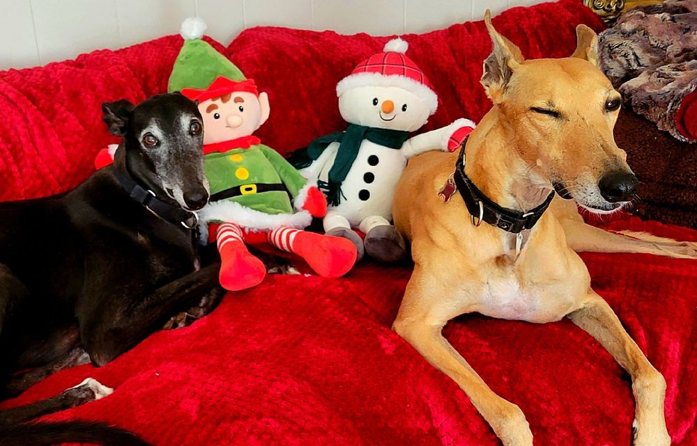 Two greyhounds with christmas toys.