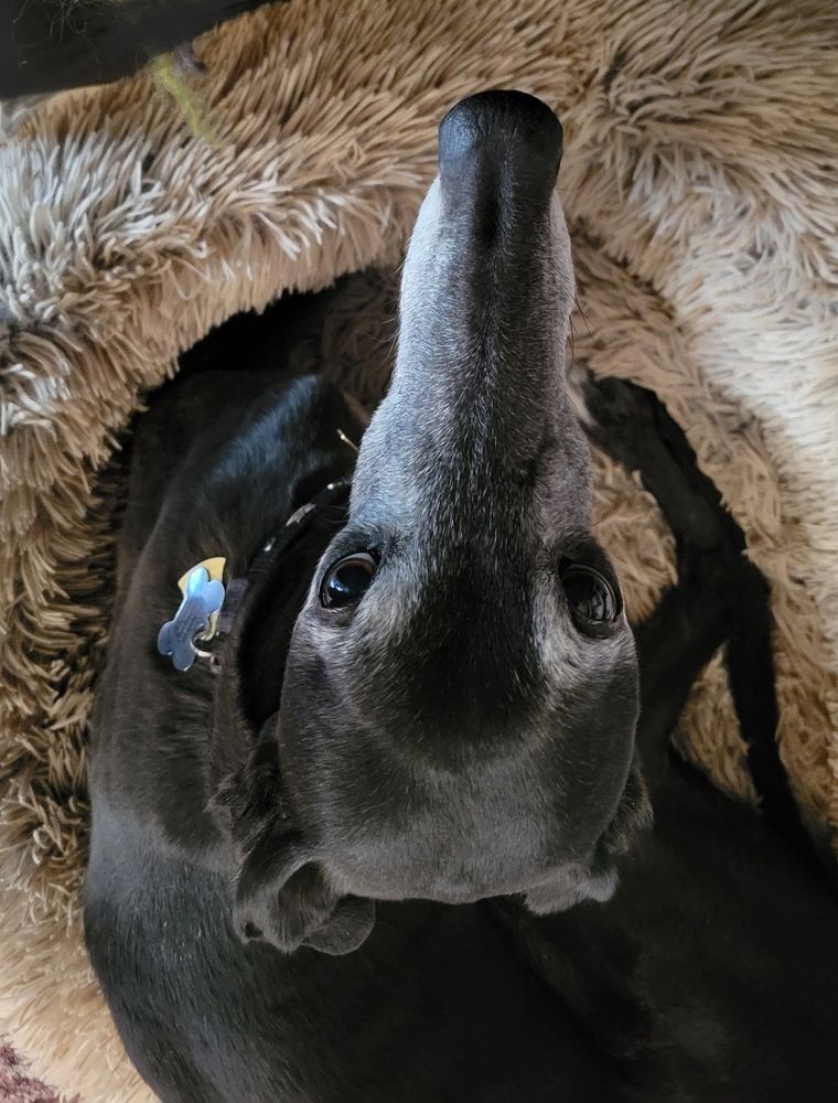 Looking down on a black greyhound curled up 
