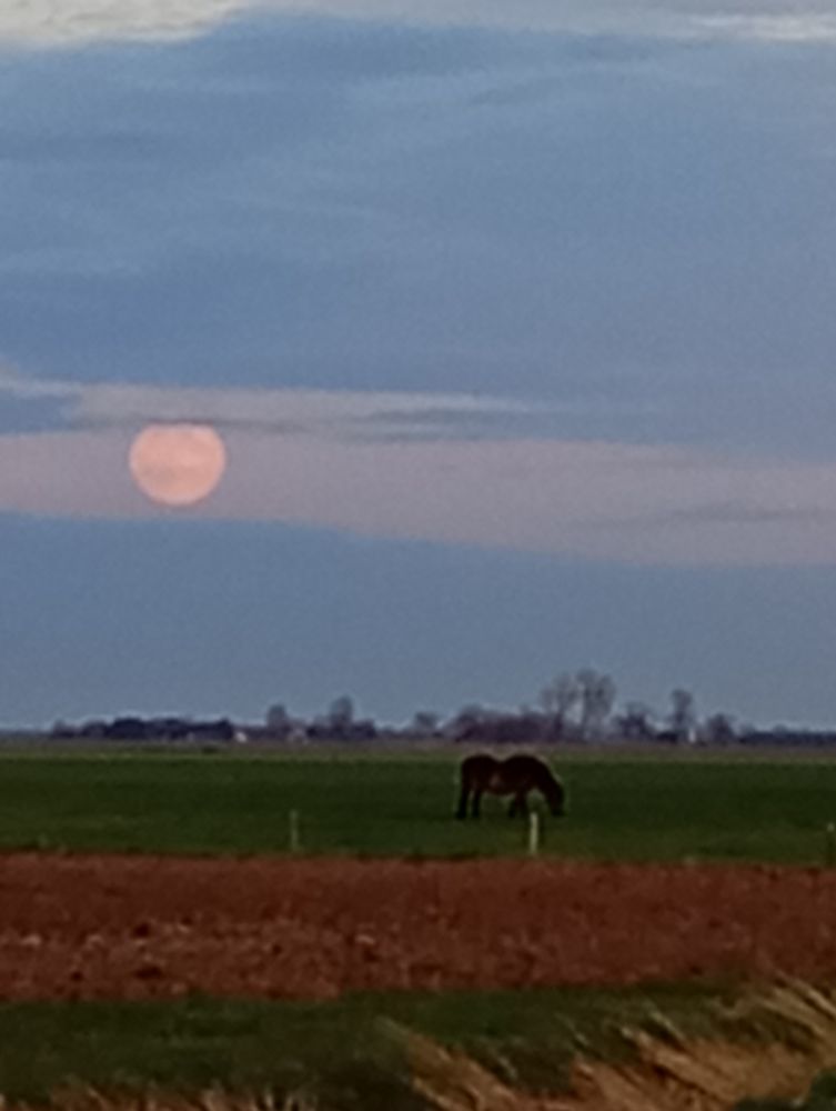 A field,a horse and a big ol  full moon in twilight.