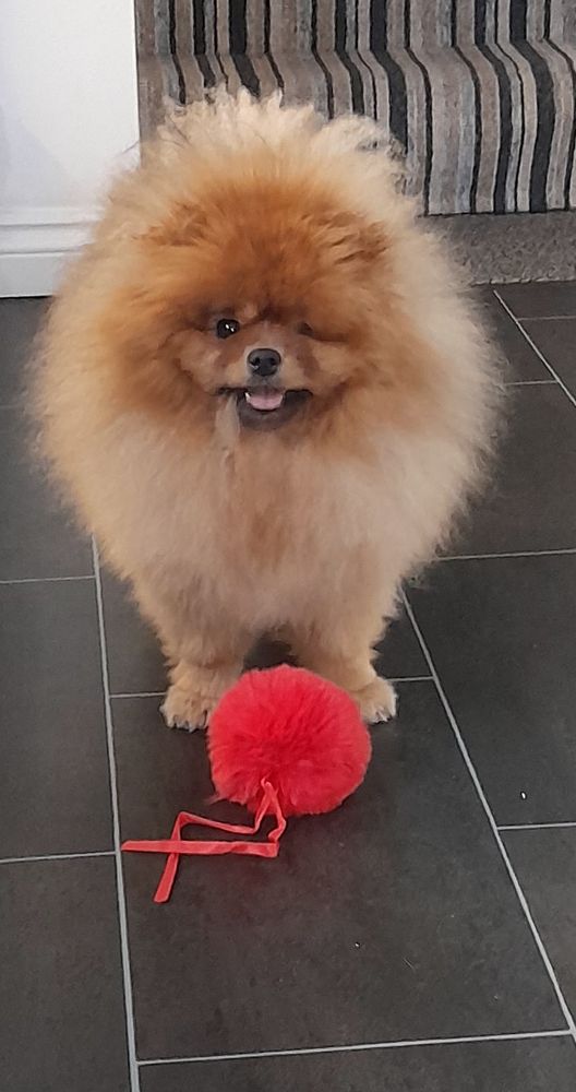 Gorgeous pirate-eye, red sable Pomeranian. With a LOT of hair!