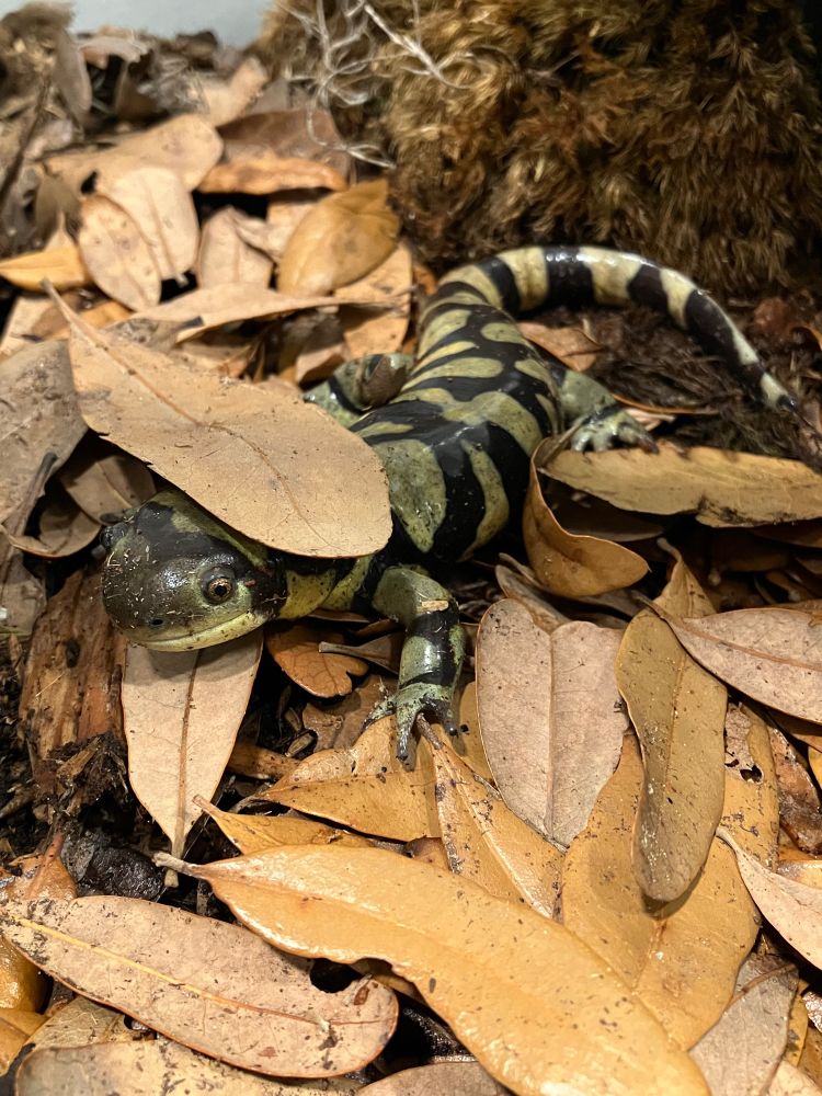 A large yellow and black tiger salamander sitting on top of leaf litter with a leaf balanced on her head that looks like a hat. 