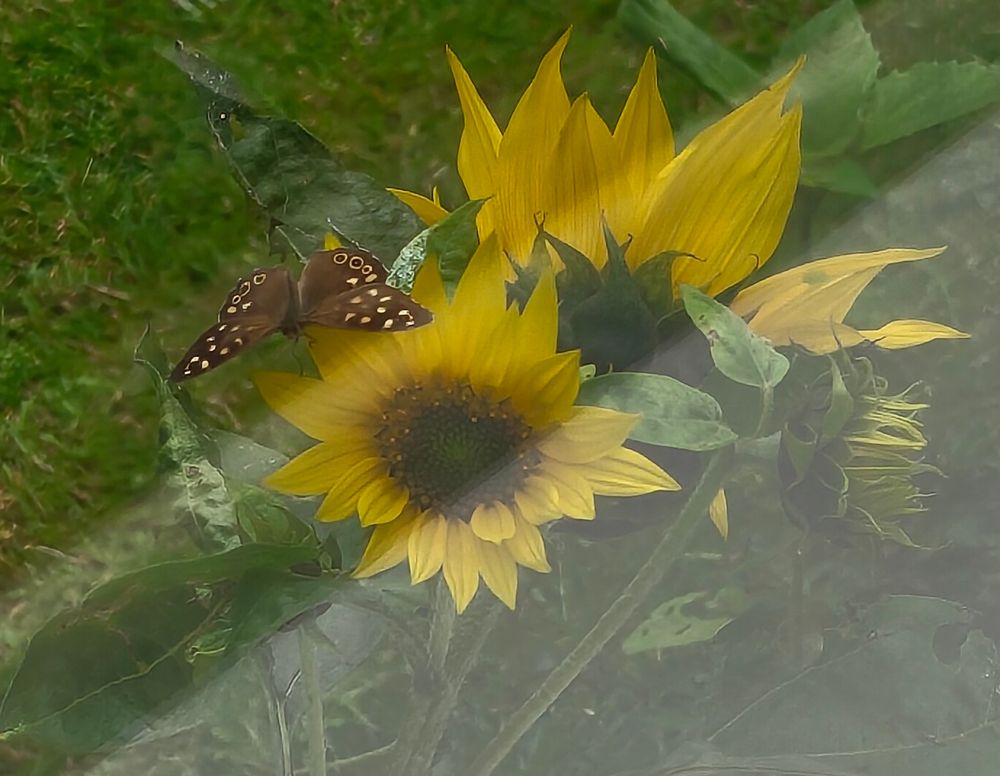 A photo of a butterfly resting on a sunflower