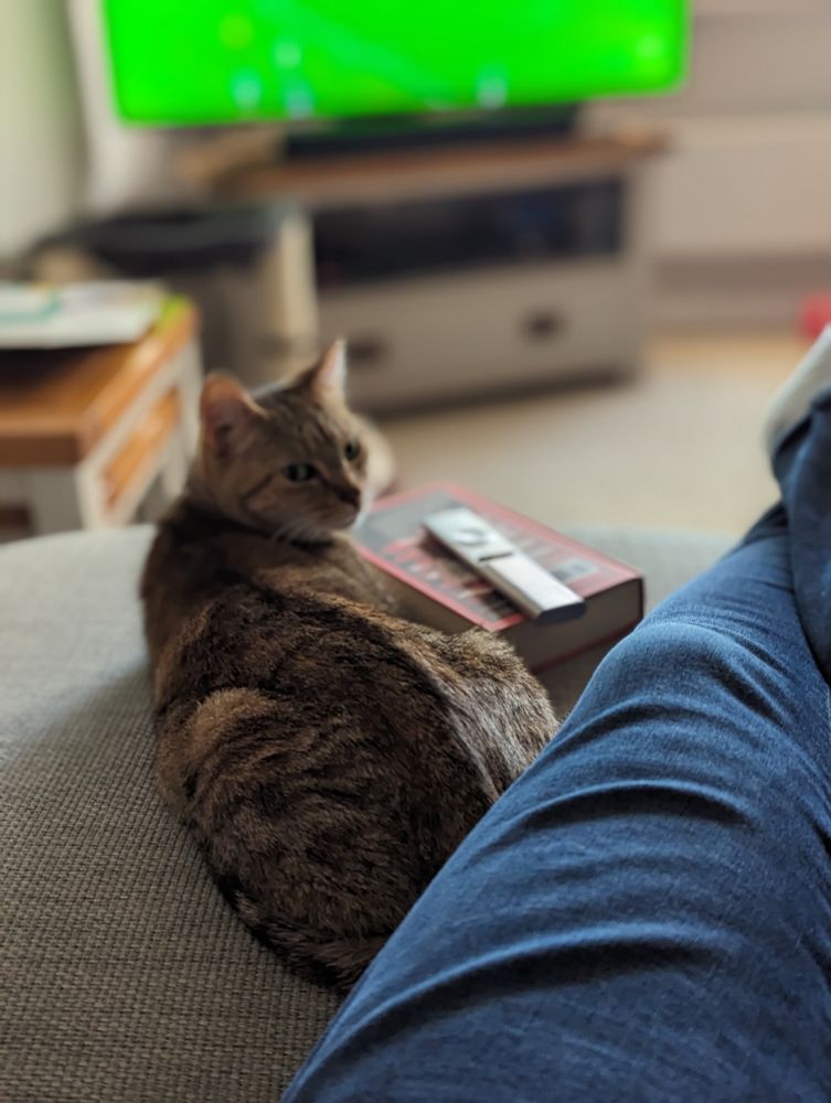 A brown cat sitting on a couch looking towards the camera