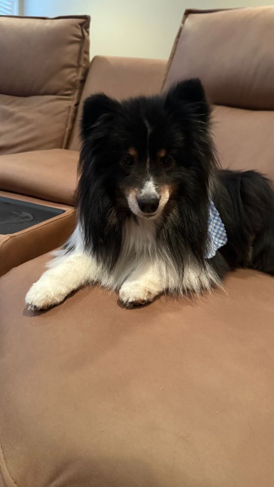 Sheltie