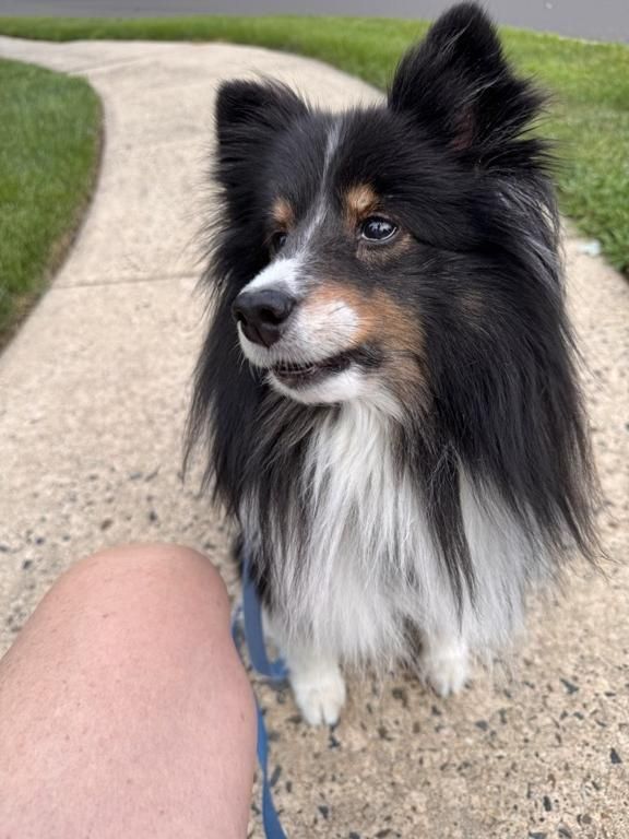 Sheltie