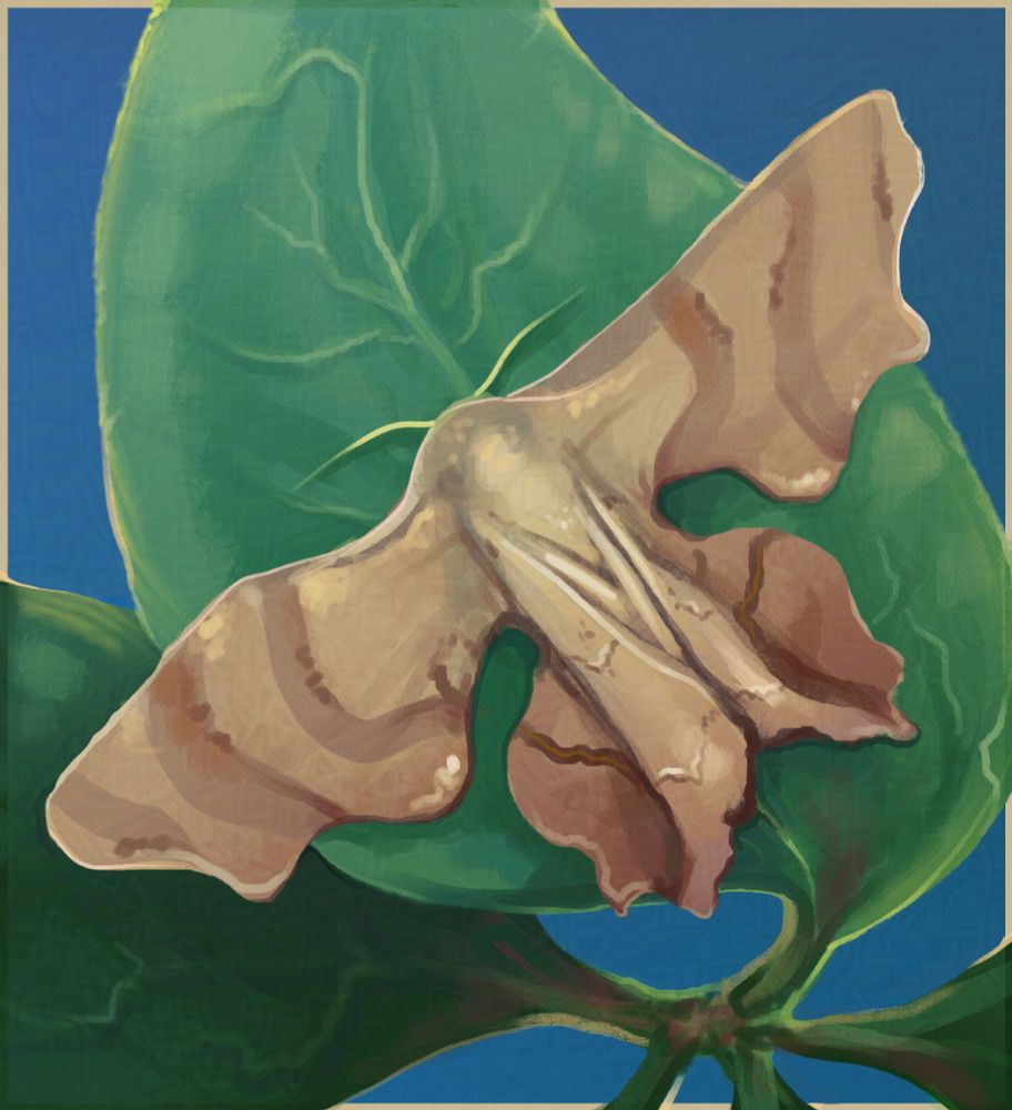 Digital painting of Calledapteryx dryopterata, the brown scoopwing moth. In the painting, the moth is spread out on a bunch of largem green leaves. Its wings are a bit silly in shape, with big scoops taken out, like the name suggests.