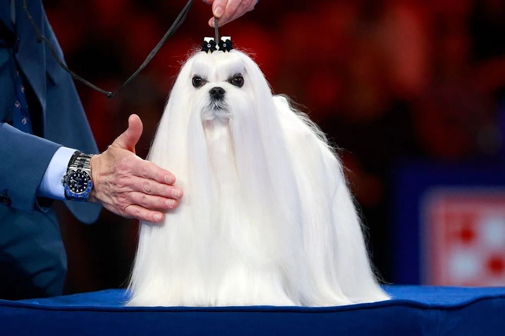 A little dog that looks like saruman