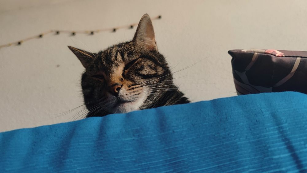 Foto de un gato atigrado en un cojín azul, visto desde abajo. Tiene los ojos cerrados. En la pared del fondo se ve una cadena de cascabeles.