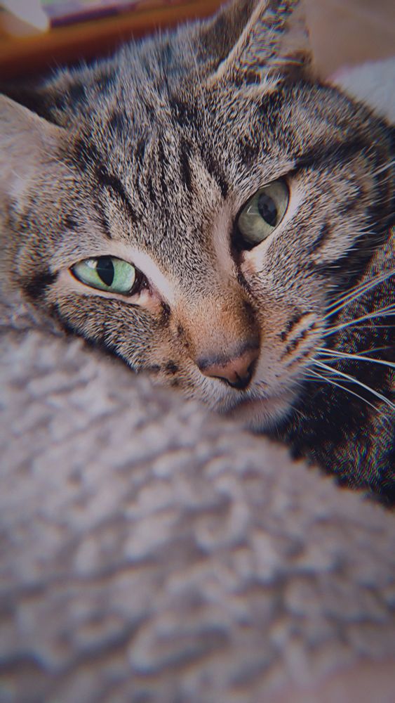 Foto de la cara de un gato gris atigrado con ojos verdes tumbado sobre una manta gris