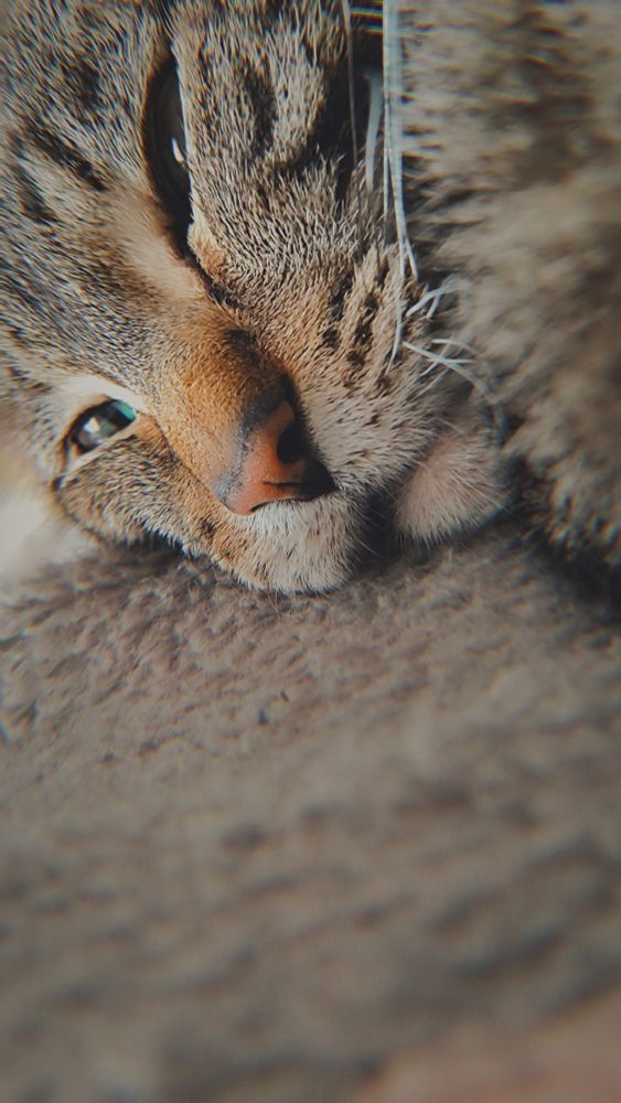 Foto de la cara de un gato gris atigrado con ojos verdes tumbado sobre una manta gris