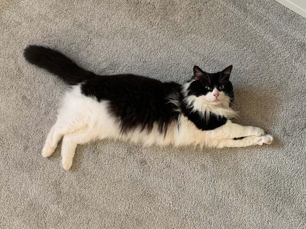 Black and white cat lying on a grey carpet, with paws outstretched, looking like he's a flying super cat