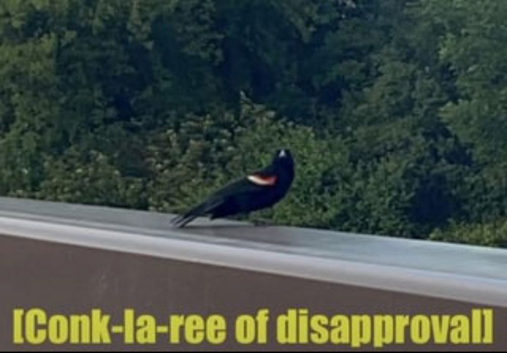Red winged blackbird says: Conk-la-ree of disapproval