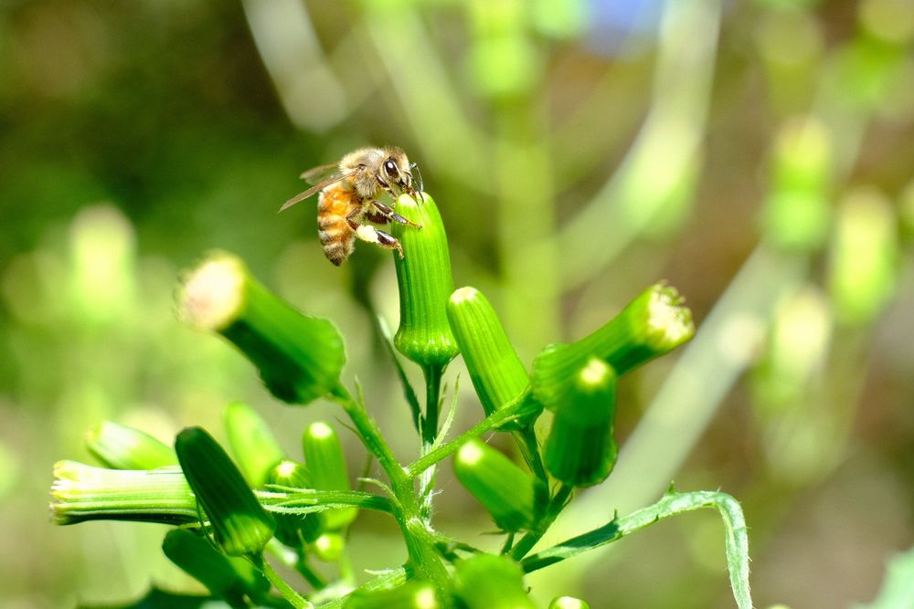 Honey bee insect on a burnweed flower
