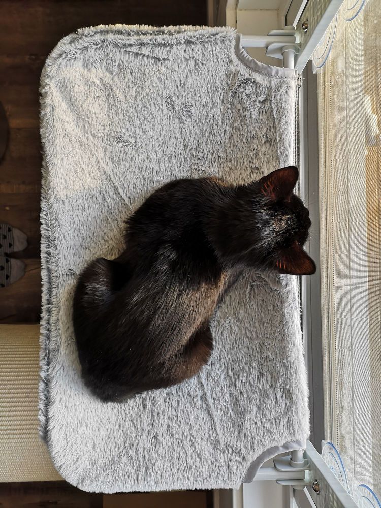 A small black kitten loafing on a hammock that is suctioned to a window.