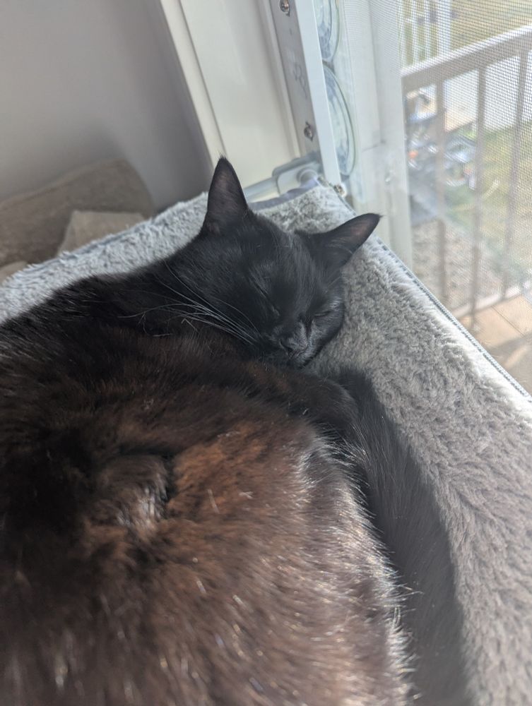 A black cat lying on the same hammock that is suctioned to the window, this time curled up and asleep.