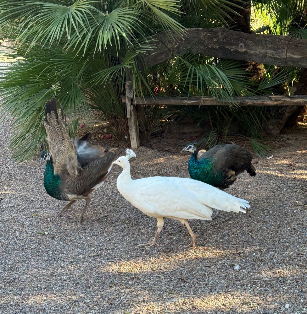 White peacock + 2 regular peacocks.