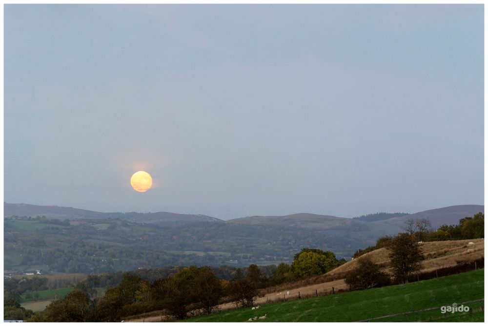 Last night's Harvest Moon rising over South Shropshire hills.  A pale amber disk suspended in a misty blue sky.
