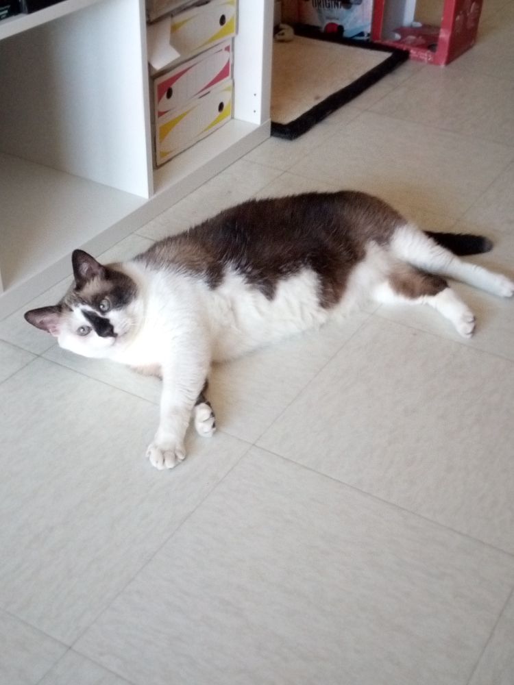 Kharjo, mon chat, allongé sur le sol de tout son long, regardant la caméra d'un air "tu es en train de me prendre en photo là ?"