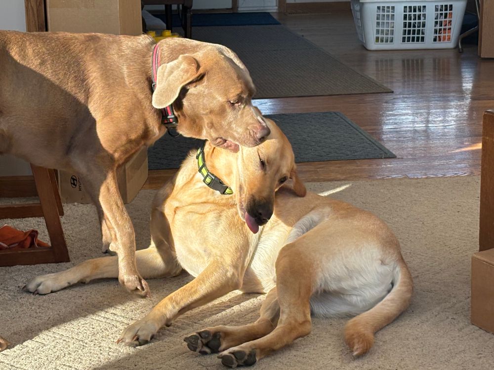 Silver lab nipping at Phineas side of face. Phin has his tongue stuck out while he’s laying down. He had found the one bit of sunshine.