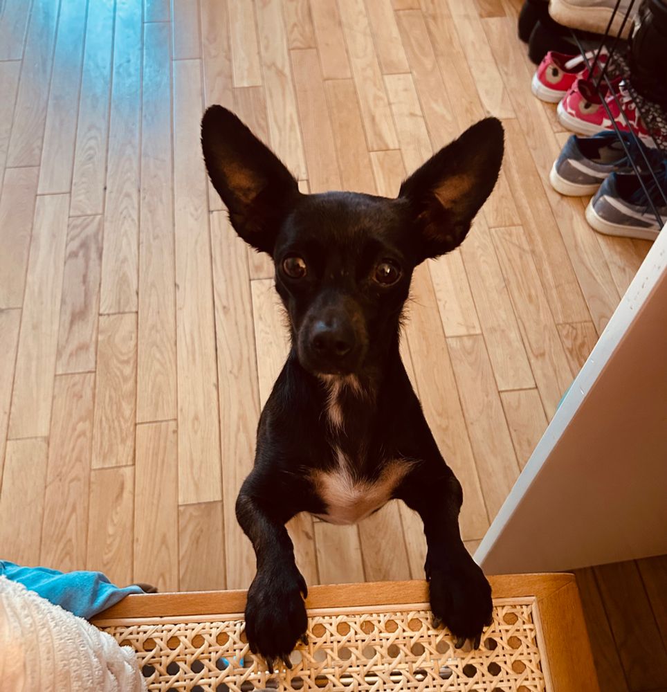 Chihuahua wants to come to work with me today (paws on my desk chair)